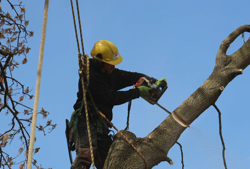 Climber on ropes finishing a sectional cut high on a bare hardwood limb