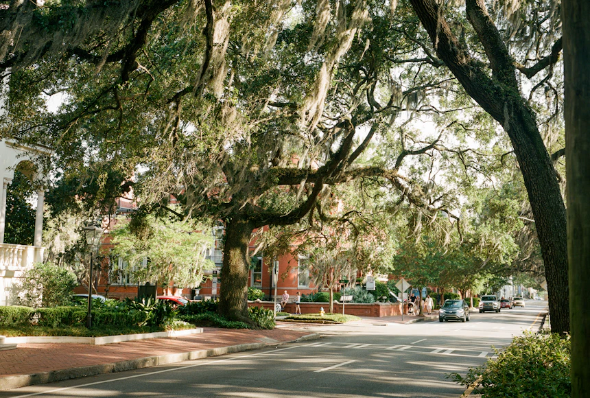 Mature live oaks arching over an established Lowcountry residential street